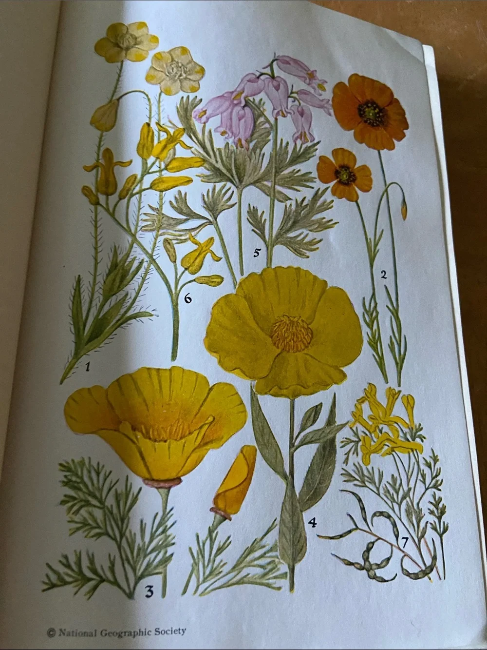 Flowers West Coast Botanical Book flower floral wildflower wildflowers plants hc